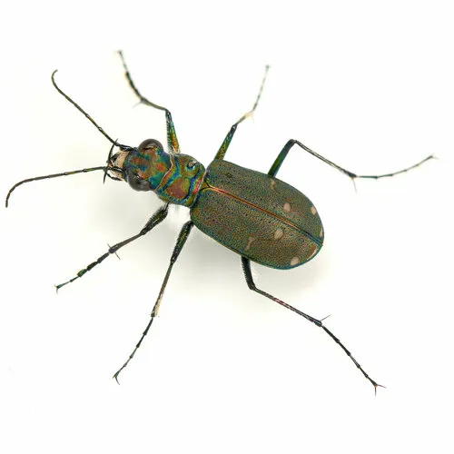 Dispirited Tiger Beetle