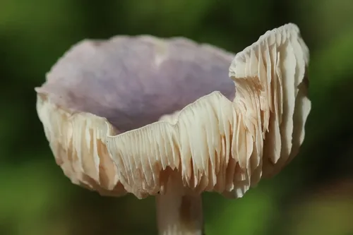 Entoloma indigoferum