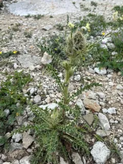 Cirsium tweedyi thumbnail 3