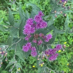 Western Ironweed thumbnail 3