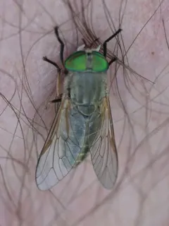 Tabanus nigrovittatus thumbnail 3