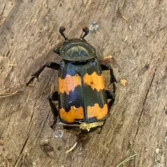 Banded Sexton Beetle thumbnail 4