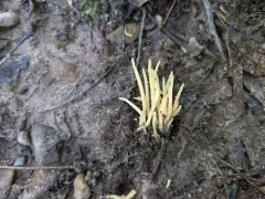 Clavaria amoenoides thumbnail 4