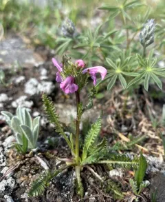 Parry's lousewort thumbnail 4