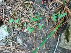 Salmon River Mountains Penstemon thumbnail 3