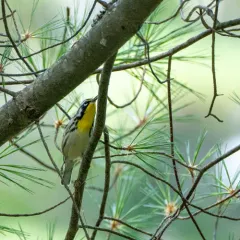 Yellow-throated Warbler thumbnail 3