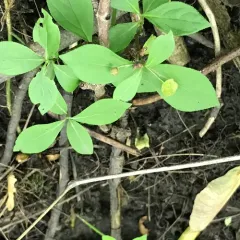 Running Strawberry-bush thumbnail 2