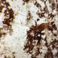 Brown Hydra thumbnail 3