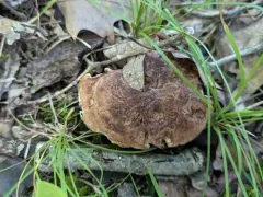 Hydnellum lepidum thumbnail 2
