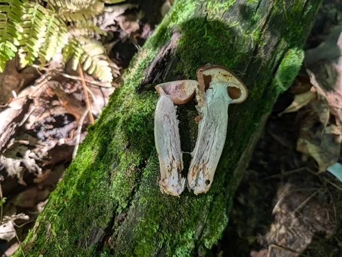 Cortinarius splendidus
