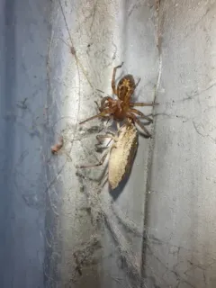 Lace-Weaver Spider thumbnail 3