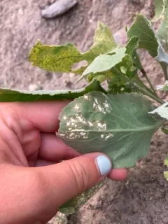 Albugo lepidii thumbnail 3