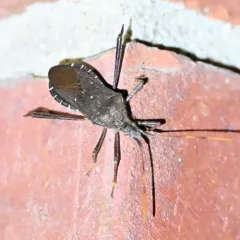 Leptoglossus oppositus thumbnail 3