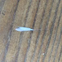 Radiant Long-horned Caddisfly thumbnail 4