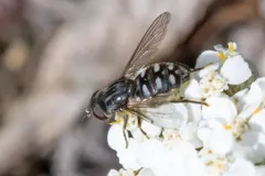 Black Bog Fly thumbnail 2