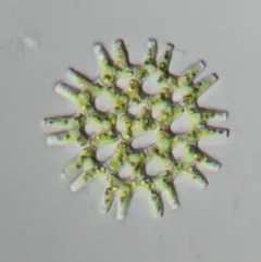 Lacunastrum gracillimum thumbnail 4