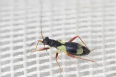 Mimoceps insignis thumbnail 2