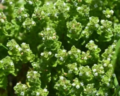 Euphrasia farlowii thumbnail 4