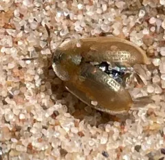 Cassida flaveola thumbnail 4