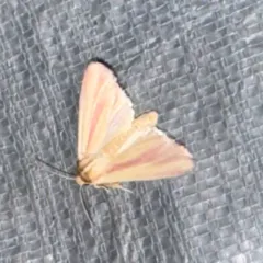 Pink Streak Moth thumbnail 3