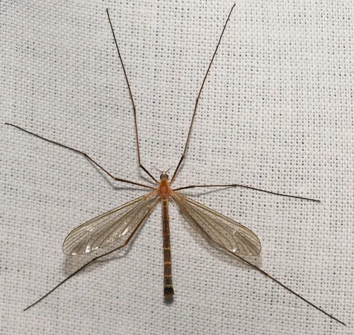 Tricyphona calcar