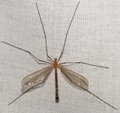 Tricyphona calcar thumbnail 1