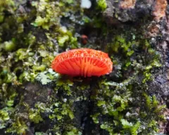 cinnabar oysterling thumbnail 3
