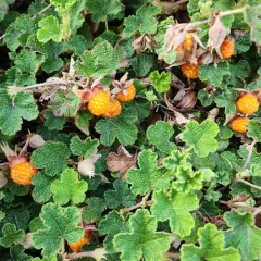 creeping Taiwan bramble thumbnail 3