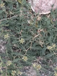 Tibet Milkvetch thumbnail 4