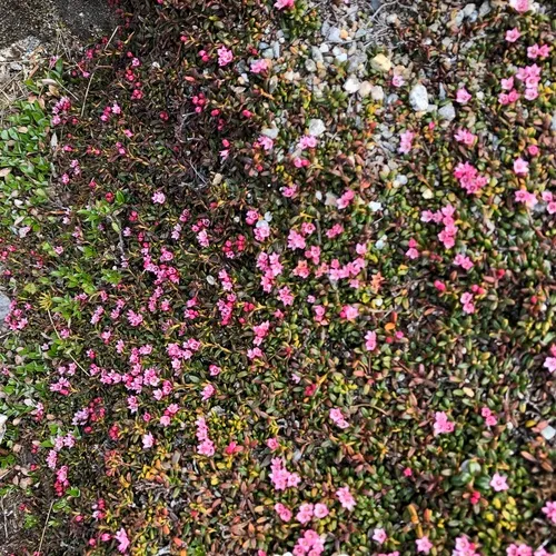 alpine azalea