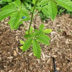 Spider flower thumbnail 3