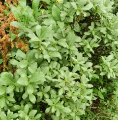 Barratt's Willow thumbnail 4