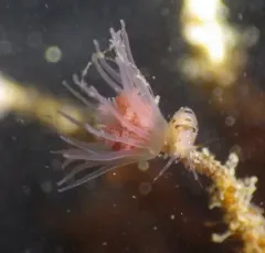 Pink-mouth Hydroid thumbnail 3