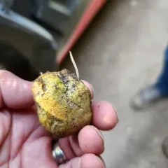 Truncocolumella citrina thumbnail 3