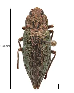 Dicerca tuberculata thumbnail 3