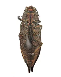 Eastern Poplar Buprestid Beetle thumbnail 4
