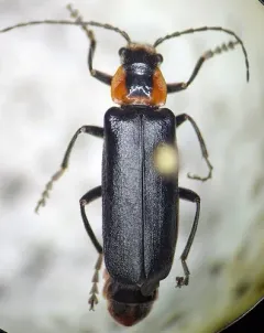 Mountaineer Cantharid Beetle thumbnail 3