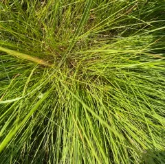 prairie dropseed thumbnail 4