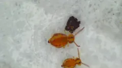 Prorastriopes coalingaensis thumbnail 4