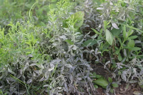 Erysiphe lathyricola