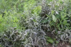 Erysiphe lathyricola thumbnail 1