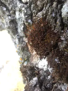 Small Hairy Screw-moss thumbnail 4