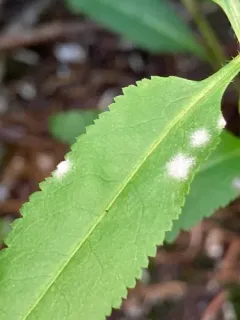 Podosphaera phtheirospermi thumbnail 4