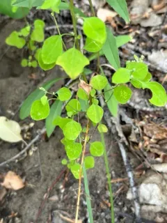 Fremont's goosefoot thumbnail 2