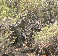 White-tailed Antelope Squirrel thumbnail 4
