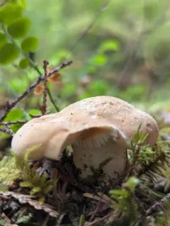 Wood Hedgehog thumbnail 3