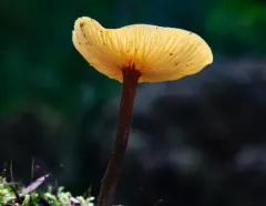 Orange Faint Foot Mushroom thumbnail 3