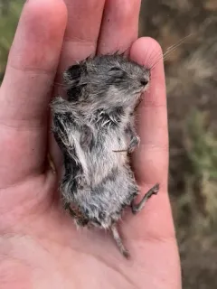 Sagebrush Vole thumbnail 4