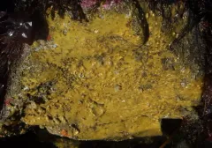 Hamacantha hyaloderma thumbnail 4