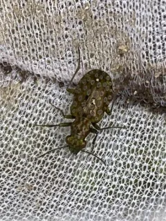 Elaphrus americanus thumbnail 3